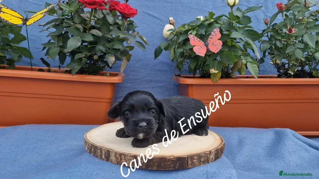 Maltipoo perros en venta: Maltipoo - Anuncio 2