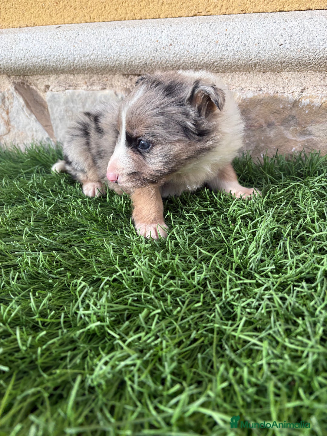 Border Collie perros en venta: Cachorro Border collie Merle macho  - Anuncio 11