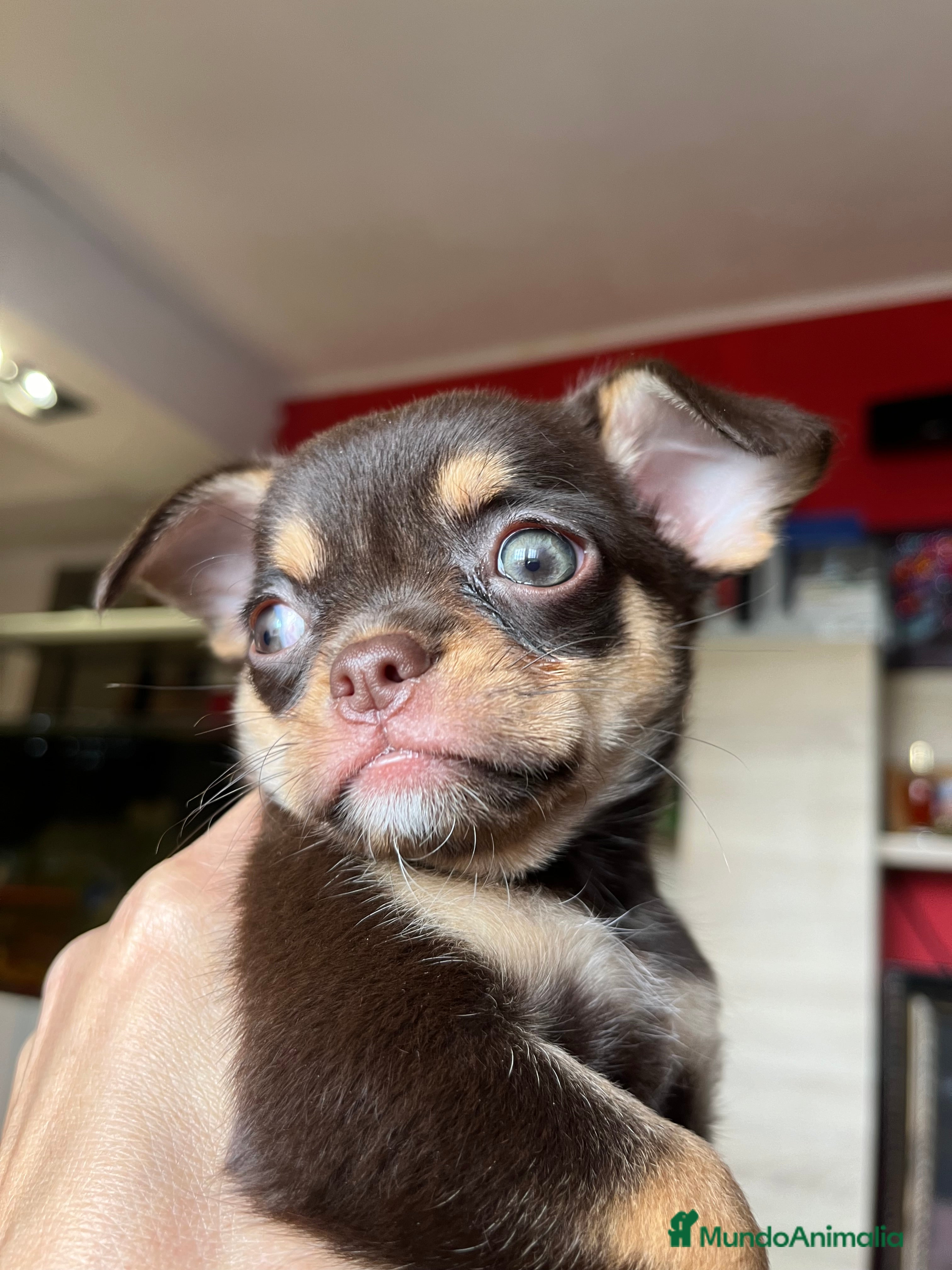 Chihuahua perros Chihuahua macho línea rusa en Barcelona - Anuncio 36
