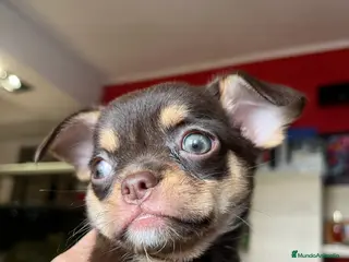 Chihuahua perros Chihuahua macho línea rusa en Barcelona - Anuncio 28