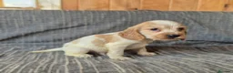 Cocker Spaniel Inglés perros en venta: Cocker Inglés Ruano Azul y Blanco y Naranja  - Anuncio 1