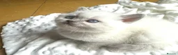 Británico de Pelo Corto gatos en venta: British Point  - Anuncio 4