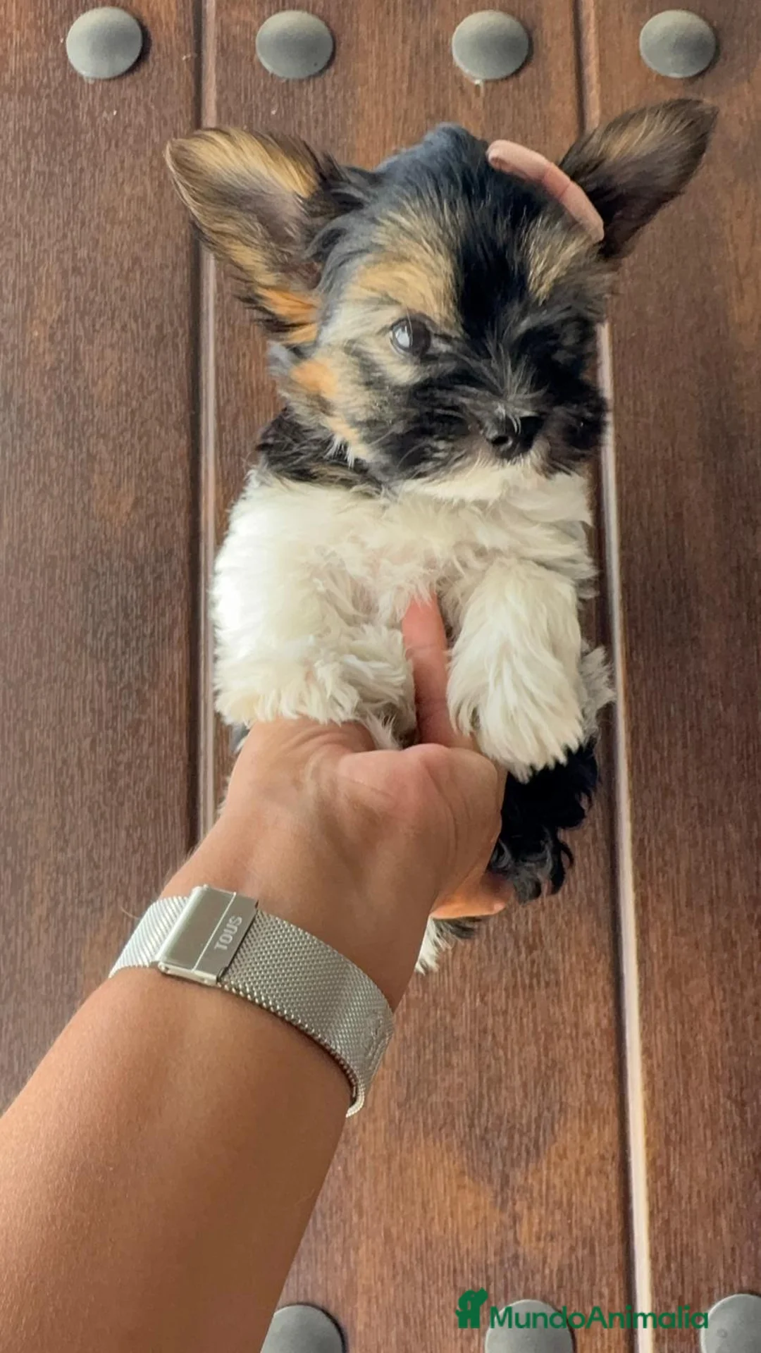 Yorkshire Terrier perros en venta: YORKSHIRE BIEWER - Anuncio 2