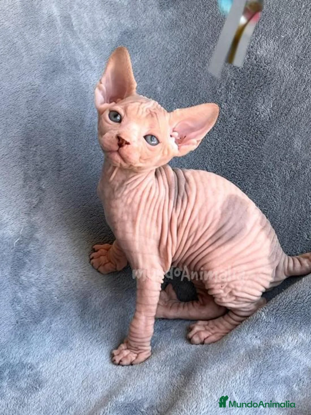 Imagen de galería {{count}}