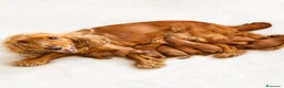 Cocker Spaniel Inglés perros en venta: COCKER SPANIEL INGLÉS CALIDAD - Anuncio 2