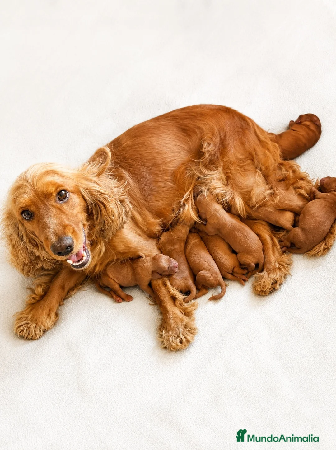 Cocker Spaniel Inglés perros en venta: COCKER SPANIEL INGLÉS CALIDAD - Anuncio 2