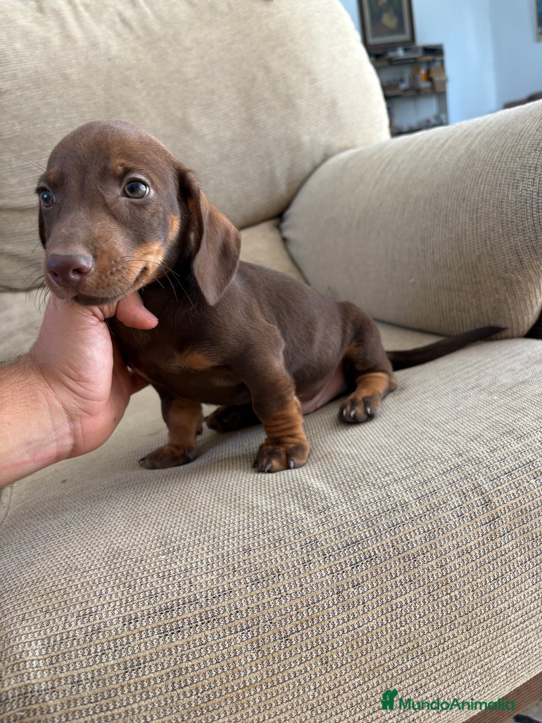 Teckel Miniatura perros en venta: Teckel miniatura chocolate  - Imagen 1