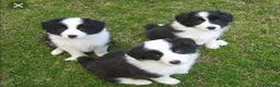 Border Collie perros en venta: Border collie  - Anuncio 4