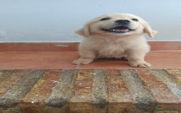 Golden Retriever perros en venta: Golden Retriever  - Imagen 6