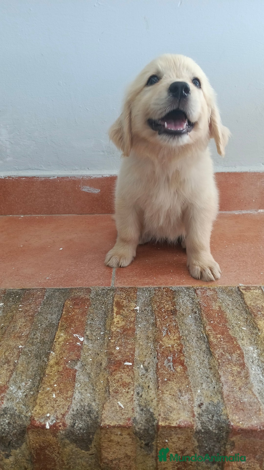 Golden Retriever perros en venta: Golden Retriever  - Imagen 6