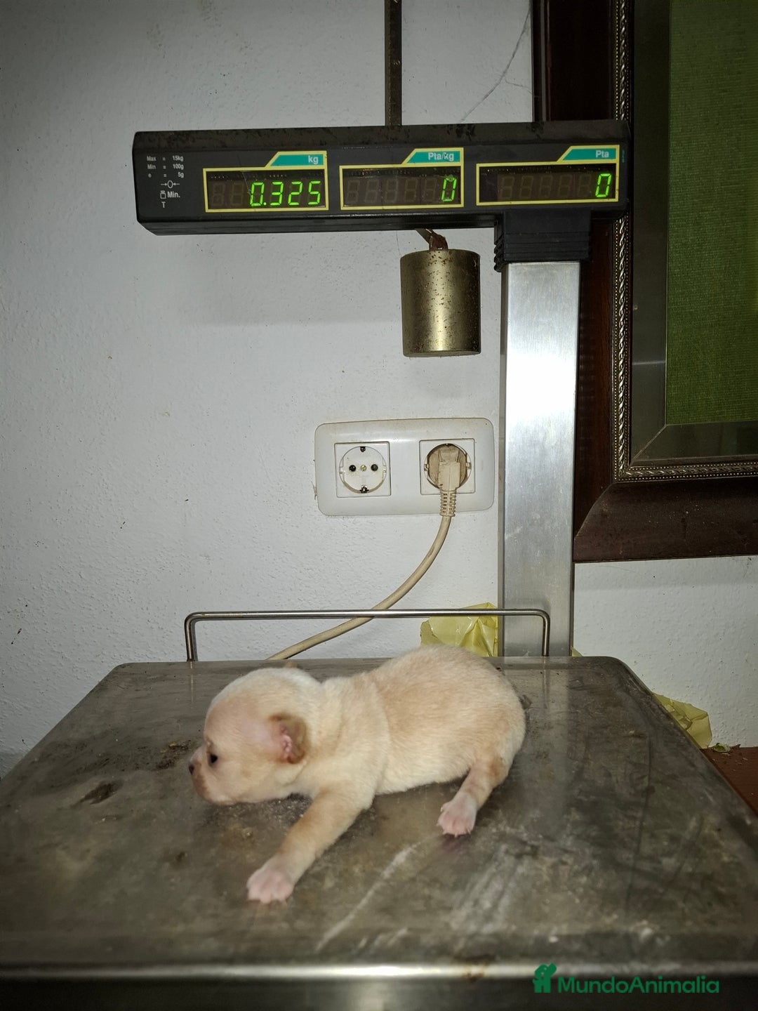 Chihuahua perros en venta: Chihuahua macho - Anuncio 3