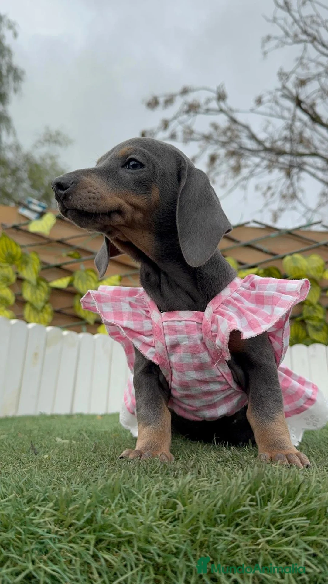 Teckel Miniatura perros en venta: TECKEL MINIATURA - Anuncio 8