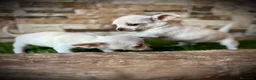 Chihuahua perros en venta: Chihuahuas crema  - Anuncio 5