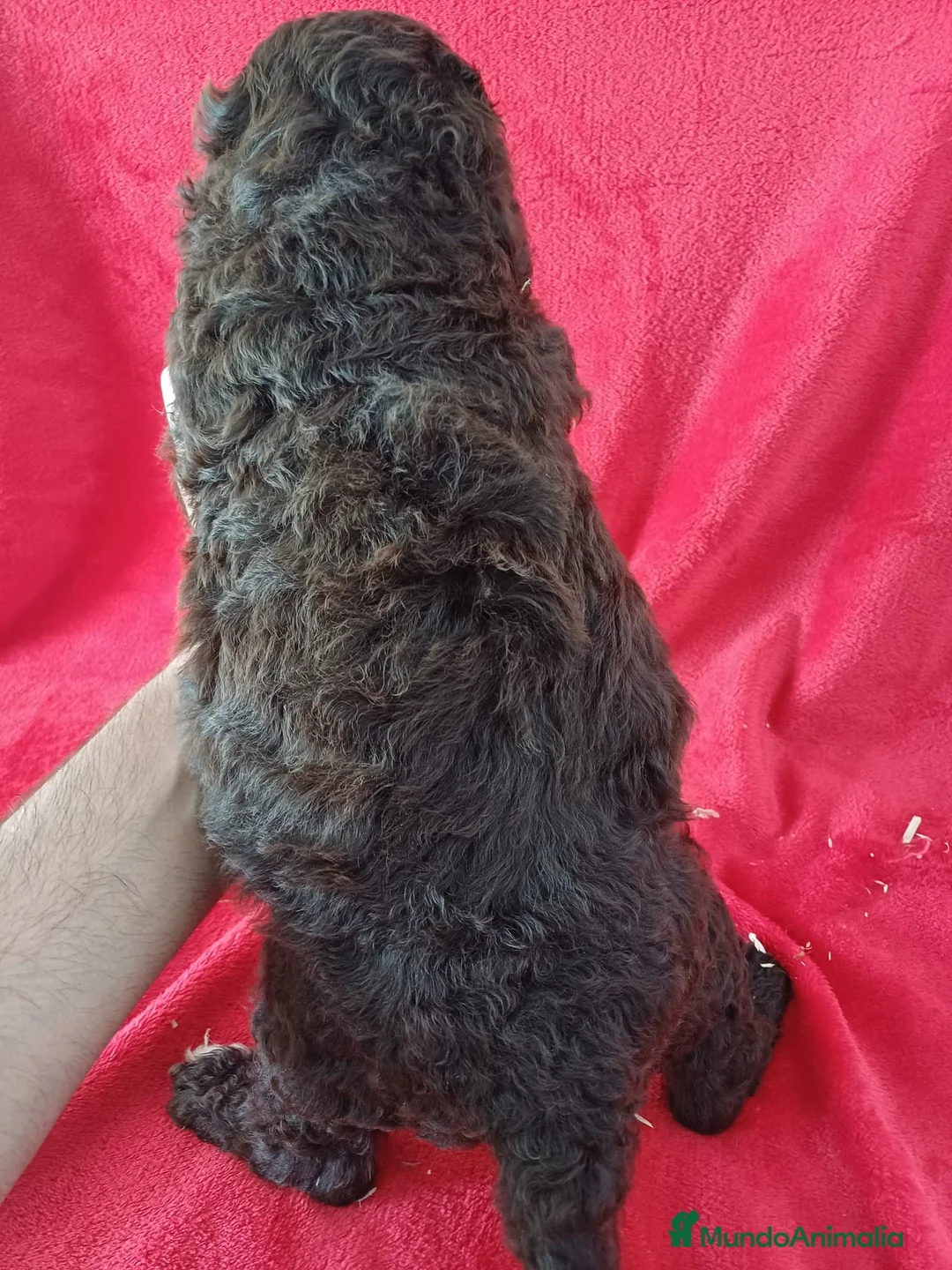 Perro de Agua Español perros en venta: Perro de Agua Español  - Anuncio 5