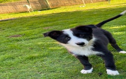 Border Collie perros en venta: Border collie - Imagen 2