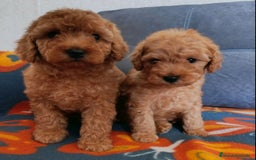 Caniche Toy perros en venta: CANICHE TOY/PRINCIPIO DE ENANO - Imagen 1