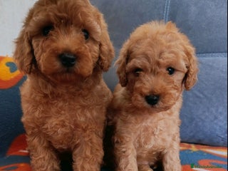 Caniche Toy perros - Anuncio 1