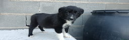 Border Collie perros en venta: Border collie  - Anuncio 4