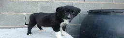Border Collie perros en venta: Border collie  - Anuncio 4