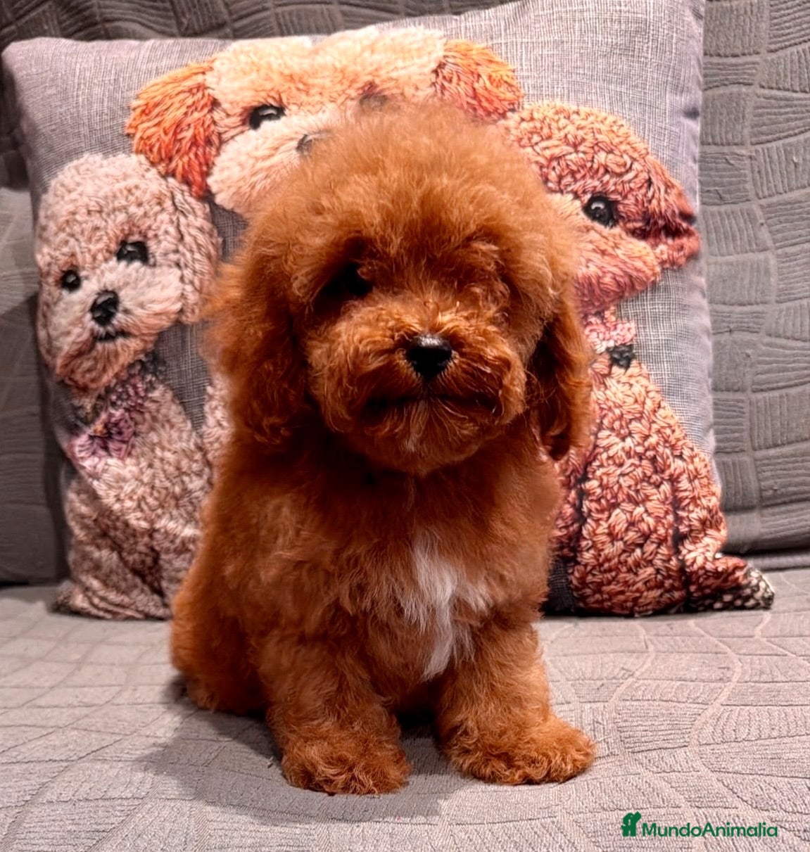 Caniche Toy perros Caniche Toy garantizada  - Anuncio 1