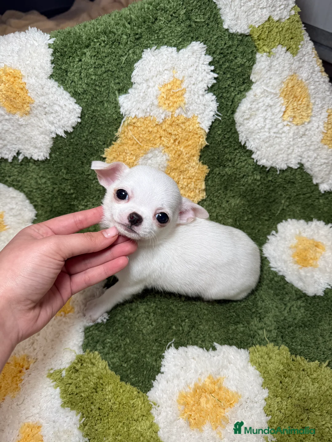 Chihuahua perros en venta: Chihuahua Toy - Anuncio 3