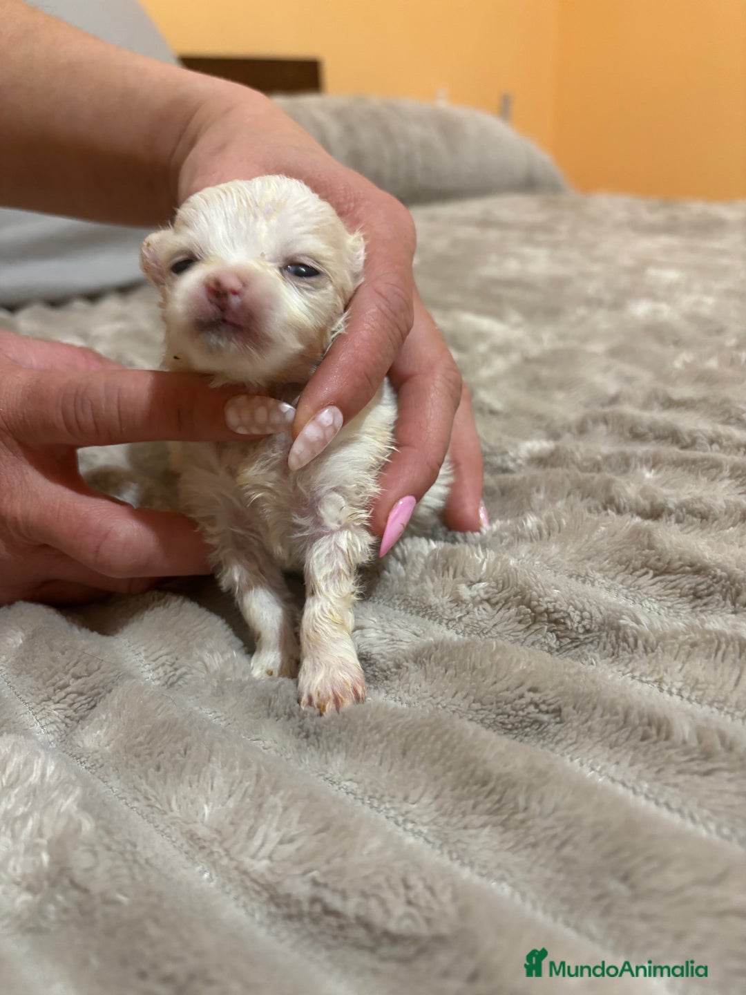 Pomerania perros en venta: Lulu Pomerania Toy party naranja hembra  - Anuncio 10