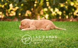 Cocker Spaniel Inglés perros en venta: Cachorros de cocker spaniel inglés disponibles.  - Imagen 6