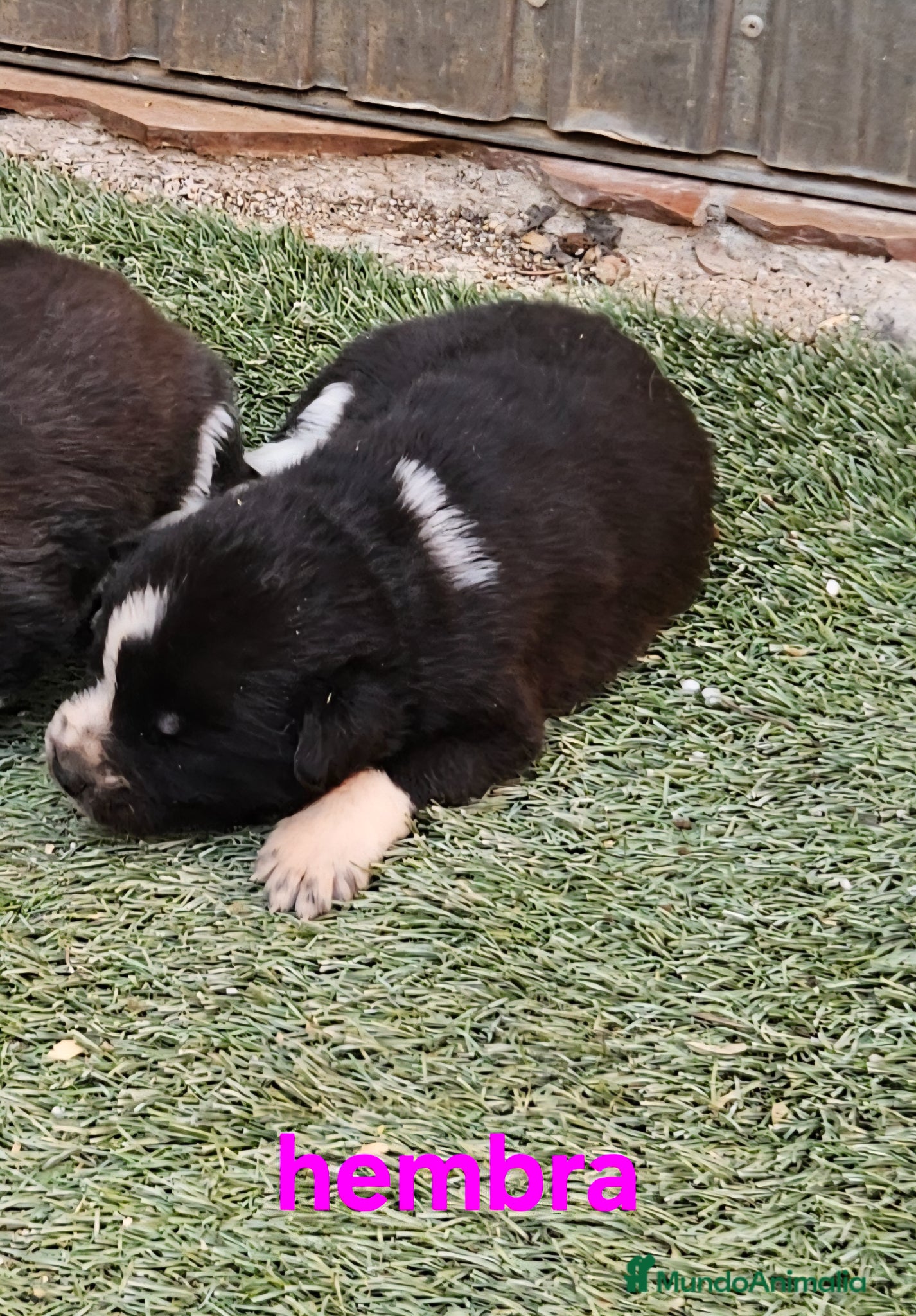 Mastín Español perros Cachorros mastin  - Anuncio 1