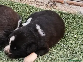 Mastín Español perros Cachorros mastin - Anuncio 1