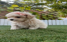 Maltipoo perros en venta: MALTIPOO MACHO EN SEVILLA, ENVIOS A TODA ESPAÑA - Imagen 14