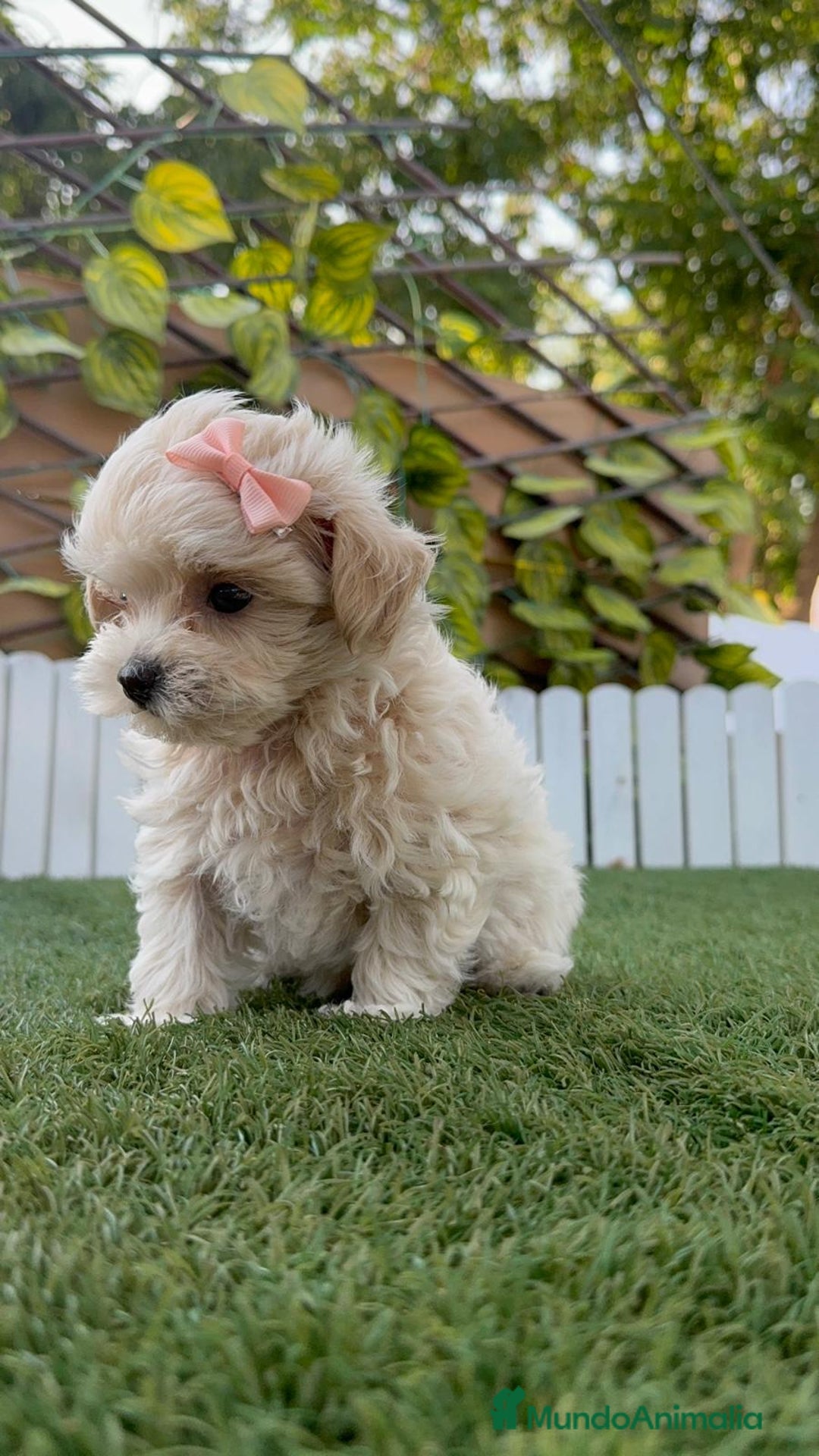 Maltipoo perros en venta: MALTIPOO MACHO EN SEVILLA, ENVIOS A TODA ESPAÑA - Imagen 14