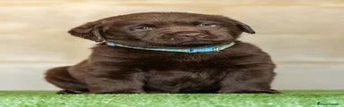 Labrador Retriever 2