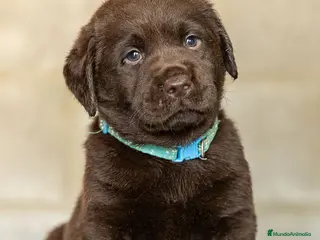 Labrador Retriever perros LABRADOR CHOCOLATE DISPONIBLE - Anuncio 2