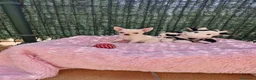 Chihuahua perros en venta: Chihuahuas espectaculares en Barcelona - Anuncio 5