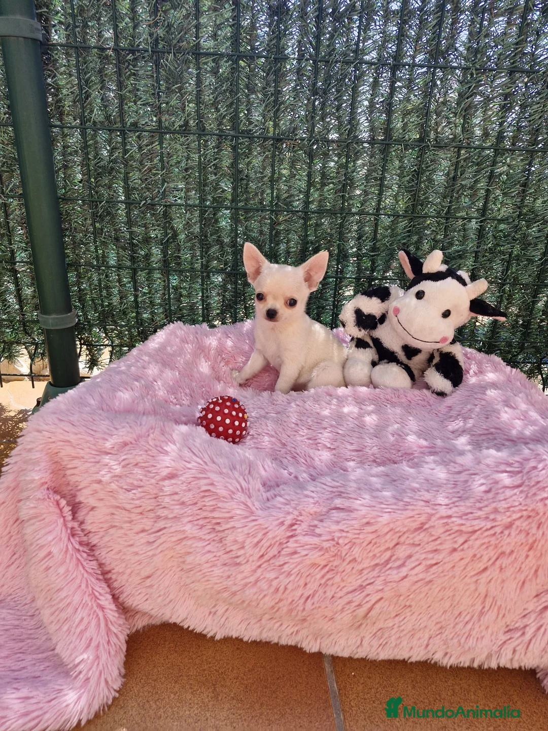 Chihuahua perros en venta: Chihuahuas espectaculares en Barcelona - Anuncio 5