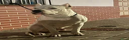Dogo Argentino perros en venta: Dogo argentino - Anuncio 2