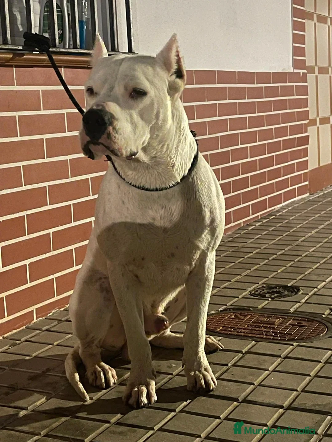 Dogo Argentino perros en venta: Dogo argentino - Anuncio 2