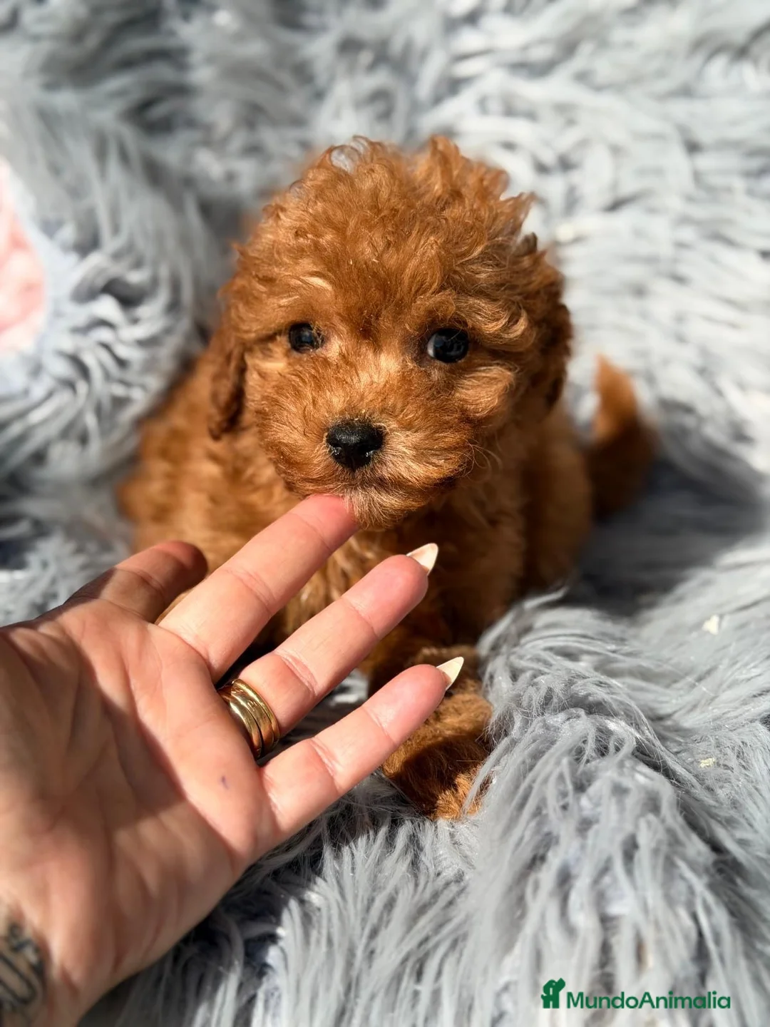 Maltipoo perros en venta: Maltipoo rojo - Anuncio 1