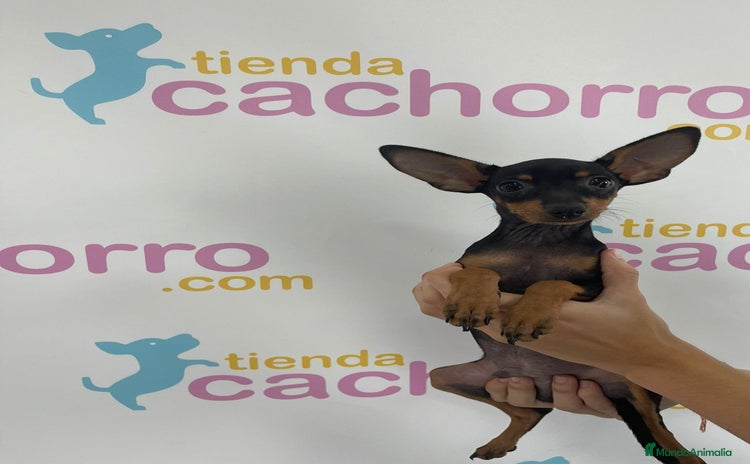 Pinscher Miniatura perros - Anuncio 5