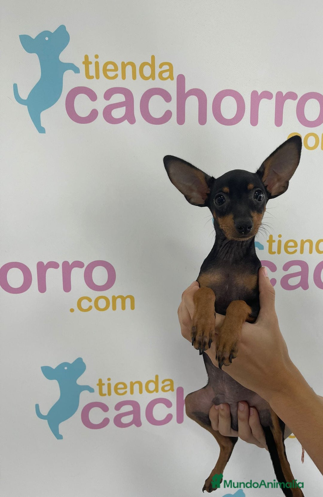 Pinscher Miniatura perros en venta: MINI PINCHER - Imagen 1