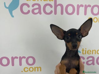 Pinscher Miniatura perros - Anuncio 19