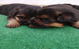 Pastor Alemán perros en venta: Cachorros de pastor alemán  - Imagen 8