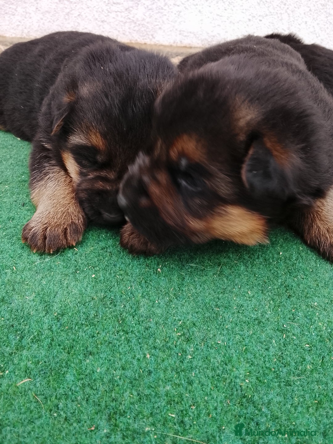 Pastor Alemán perros en venta: Cachorros de pastor alemán  - Imagen 8