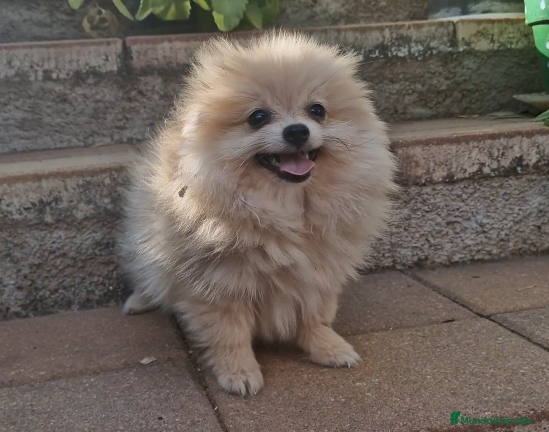 Pomerania perros en venta: Pomerania merle diluido 50% línea rusa - Imagen 2