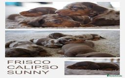 Teckel perros en venta: 🐾 🐾✨ Frisco, Calypso y Sunny ¡Pura elegancia! 🐾 - Imagen 1
