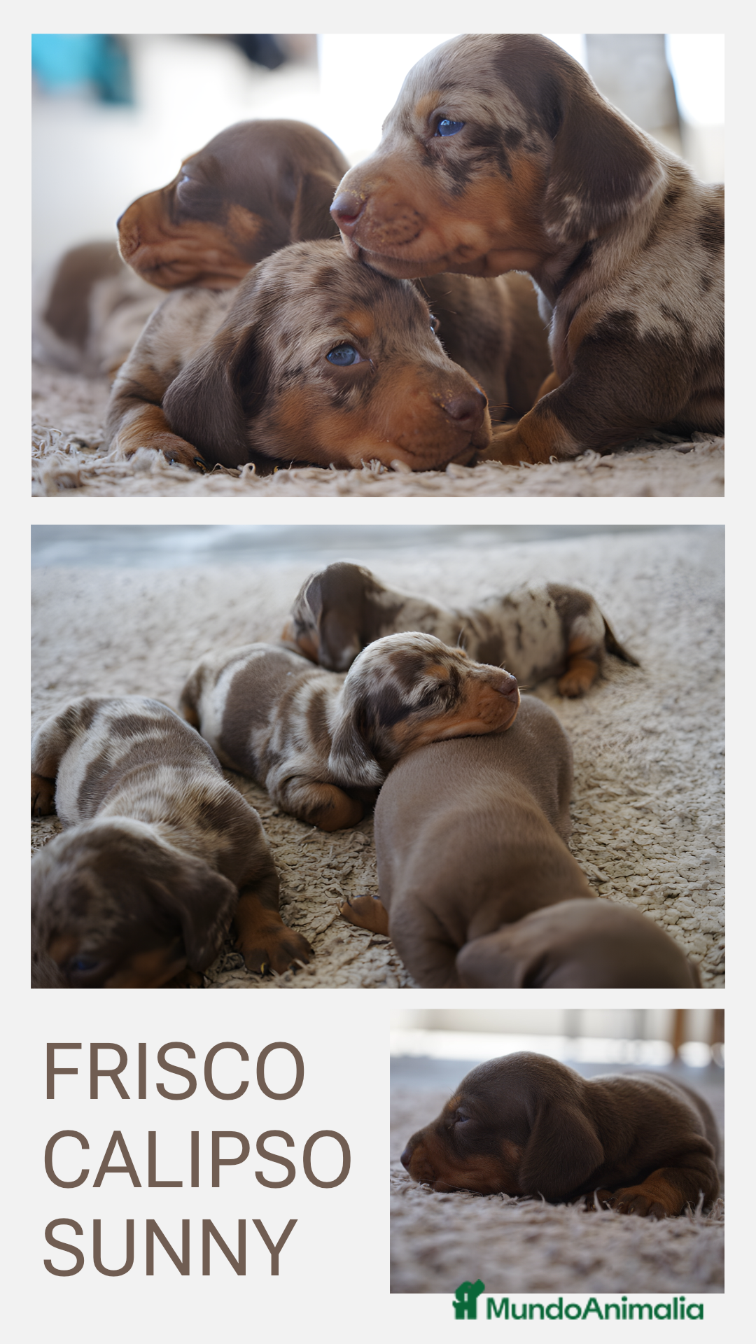 Teckel perros en venta: 🐾 🐾✨ Frisco, Calypso y Sunny ¡Pura elegancia! 🐾 - Imagen 1
