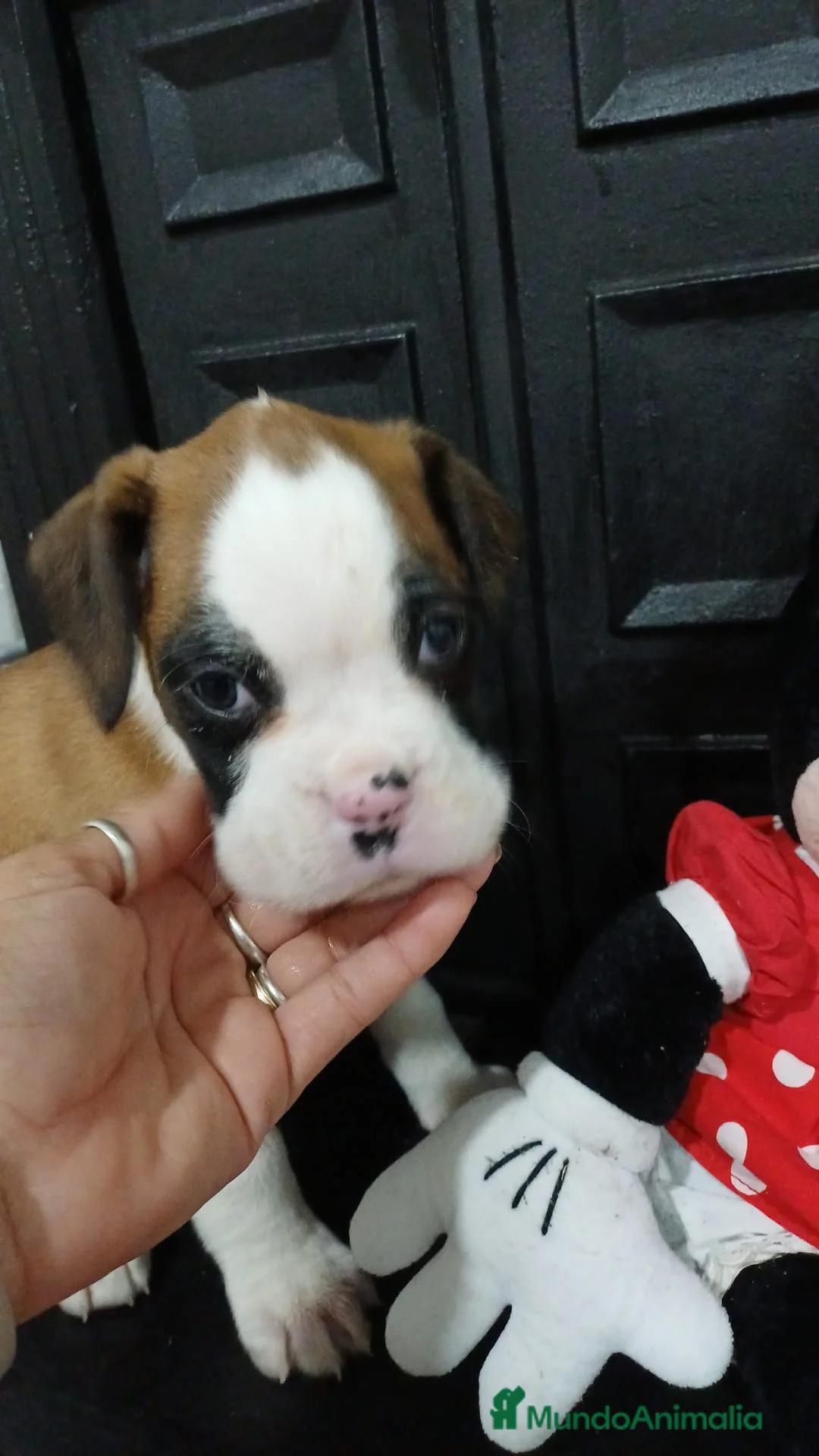 Boxer perros en venta: Bóxer  - Anuncio 4