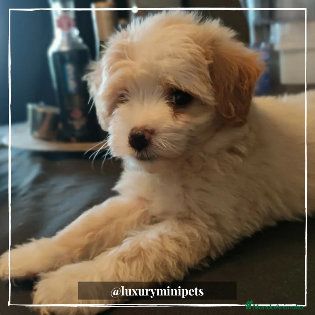 Maltipoo perros en venta: Camada de Maltipoo en Madrid - Anuncio 6