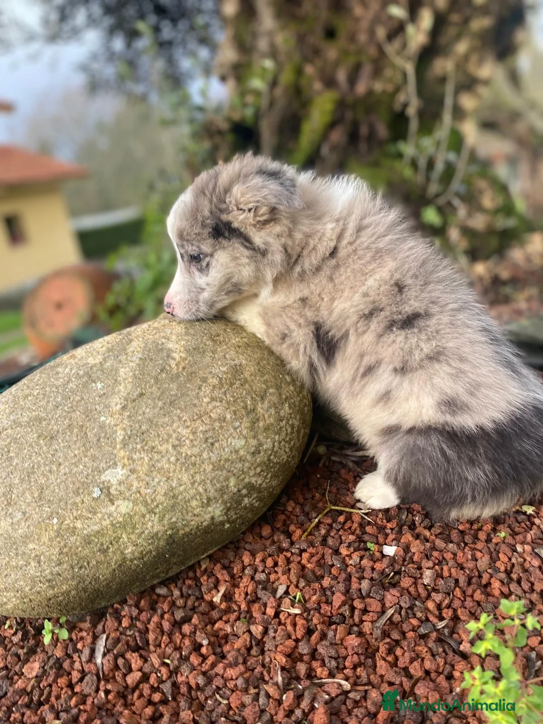 Pastor Australiano perros en venta: Pastor Australiano  - Anuncio 2