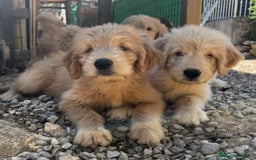 Goldendoodle perros en venta: Goldendoodle  - Imagen 3
